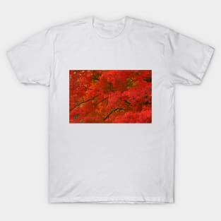 Maple Tree in Autumn T-Shirt